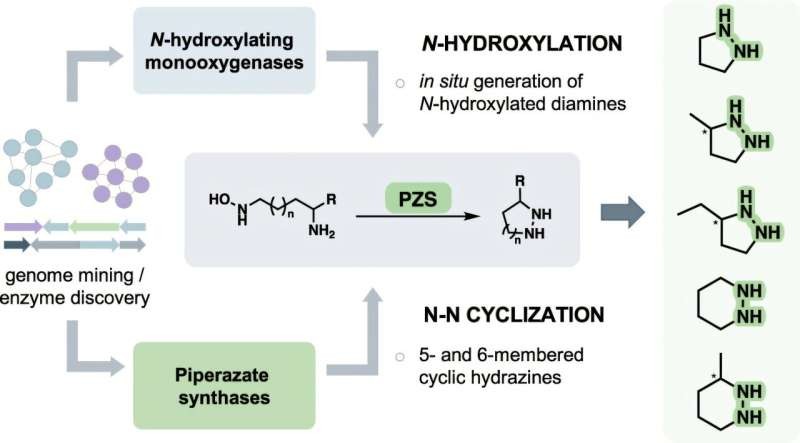 Đột phá trong công nghệ enzyme: Mở đường cho các hợp chất có hoạt tính sinh học mạnh mẽ từ vi sinh vật